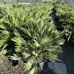 Palmička nízka (Chamaerops Humilis) ´VULCANO´ - výška 80-90 cm, kont. C18L (-14°C)
